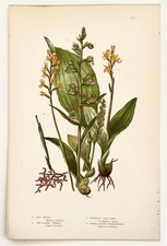 ORCHIDS etc Anne Pratt