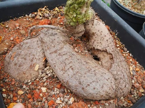 Cyphostemma elephantopus desc - elephantopus,