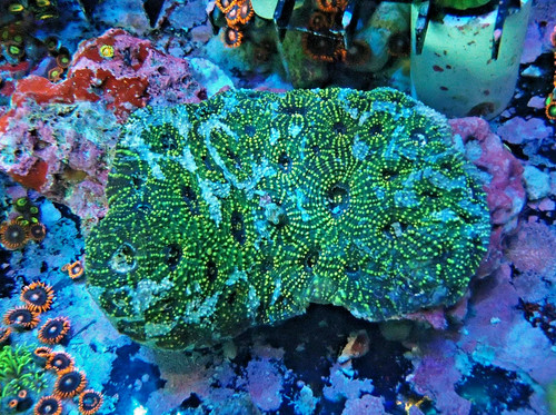 Wysiwyg acan echinata - wysiwyg, colony