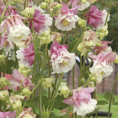 Double pink columbine - pink,