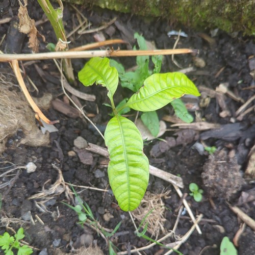 Live mango plant seedling - mango,