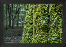 Oak tree trunk and moss Framed