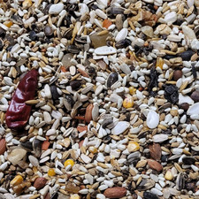 SUPERIOR AMAZON, PIONUIS, COCKATOOS & POICEPHALUS Colonels parrot food bird seed