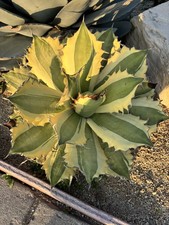 Agave titanota 'Snaggle Tooth'