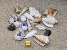 Shells For Hermit Crabs Natural Seashells Hermit Crab Shells Homes (Small)