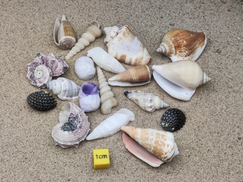 Shells for hermit crabs - for,
