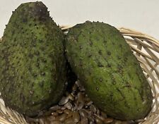Soursop  tropical plant seeds 