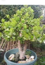 Jade plant/Money Tree Crassula ovata - Succulent House Plant 5 years old 28cms
