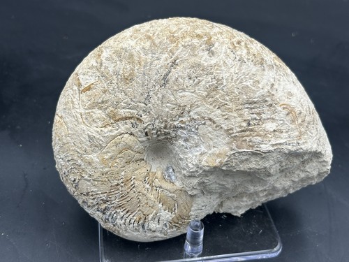 Robust texas cretaceous - texas,