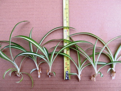 Baby spider plants - x, plants.