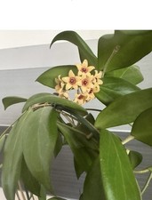 Hoya Cutis-Porcelana Fresh