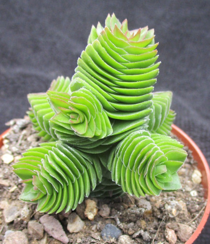 Crassula emerald highly - -,