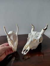 FALLOW PRICKET MUNTJAC BUCK