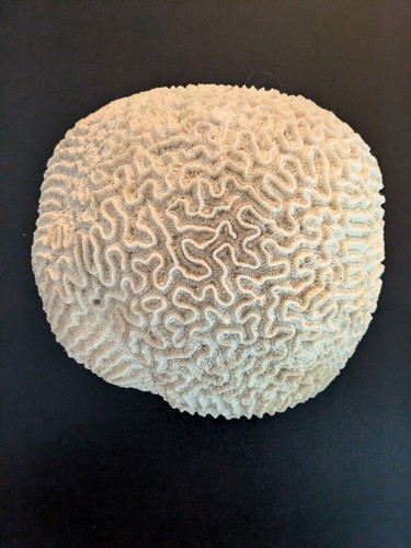 Large natural brain - natural, coral