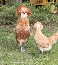 Polish Buff Laced Fertile