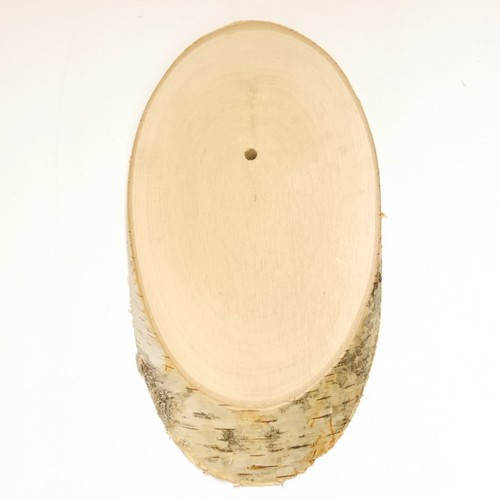 Birch shield trophy antler - trophy, roe