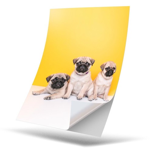Vinyl sticker trio of - -,
