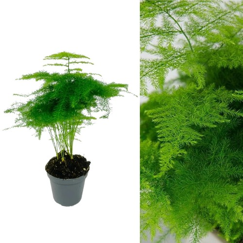 Asparagus plumosus 7cm - plumosus, pot
