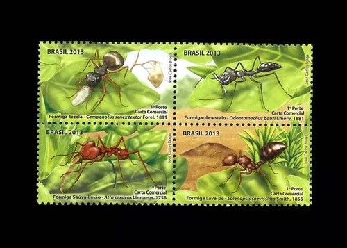 Ants brazil leafcutter - brazil, leafcutter,