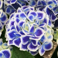T&M Hydrangea Bavaria Garden