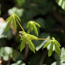 Horse Chestnut Tree 20-30cm -