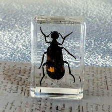 UK 1X Real Insects Specimens