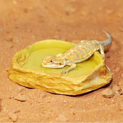 Habistat water dish vivarium - habistat,