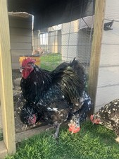 6+ Black Mottled English