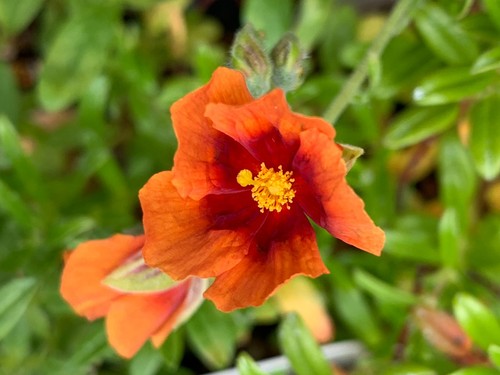 Helianthemum ben heckla in - helianthemum, 'ben