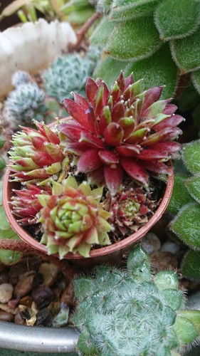 Sempervivum house leek hen - sempervivum, leek,