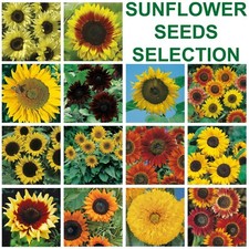 Sunflower Seeds Selection by