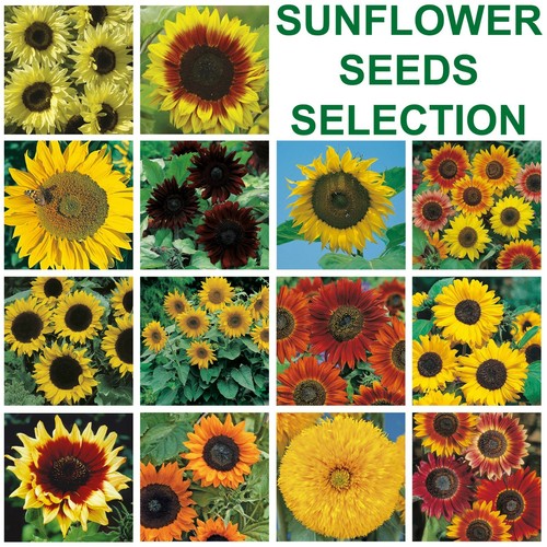 Sunflower seeds selection - sunflower,
