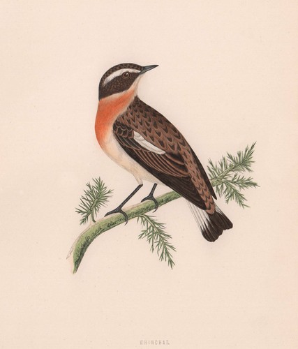 Whinchat morris british - whinchat.,