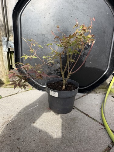 Acer palmatum katsura - palmatum, japanese