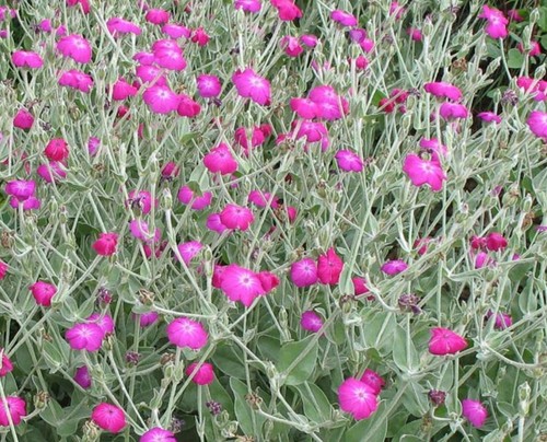 Rose campion lychnis - 3,