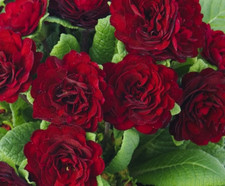 Double Primrose Primula