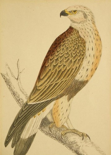 1800 engraving rough - engraving;, legged