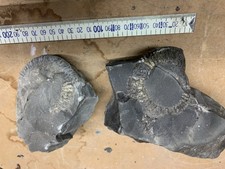 X2 Unprepped Dactylioceras