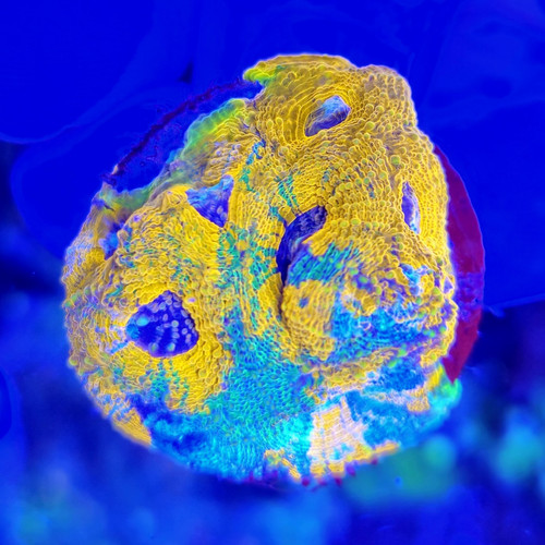 Wysiwyg rainbow acan - wysiwyg,