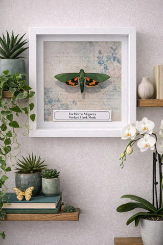Verdant hawk moth euchloron - verdant, (euchloron