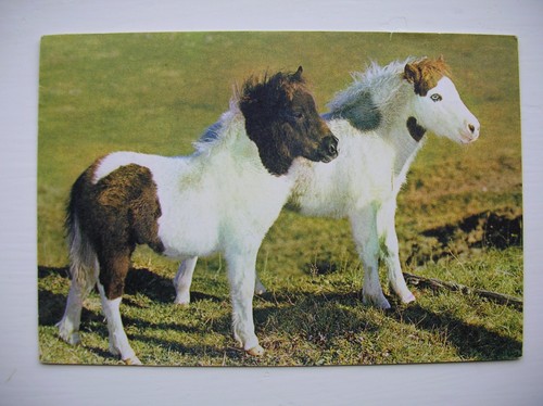 Shetland ponies near - shetland,