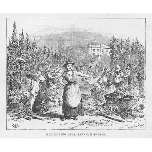 Hop picking near farnham - hop,