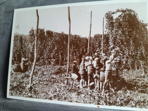 Hop picking kent - in,