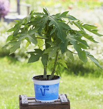 Carica papaya Sunnybees Papaya