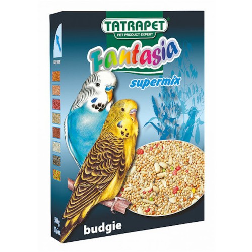 Bird budgie parakeet small - budgie, /