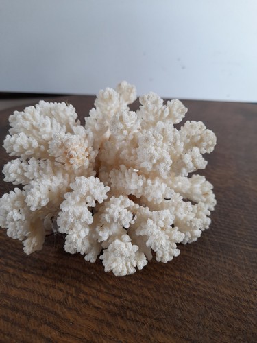 Vintage sea coral natural - vintage,