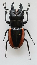 Odontolabis wollastoni - odontolabis,