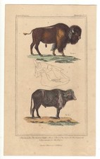 1837 hand coloured copper