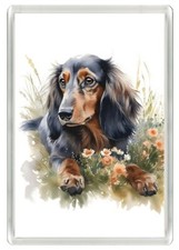 DACHSHUND BEAUTIFUL LONG