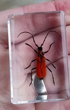 Real Fire Scarlet Lily BEETLE Bug Insect Preserved in Resin Red Animal Taxidermy